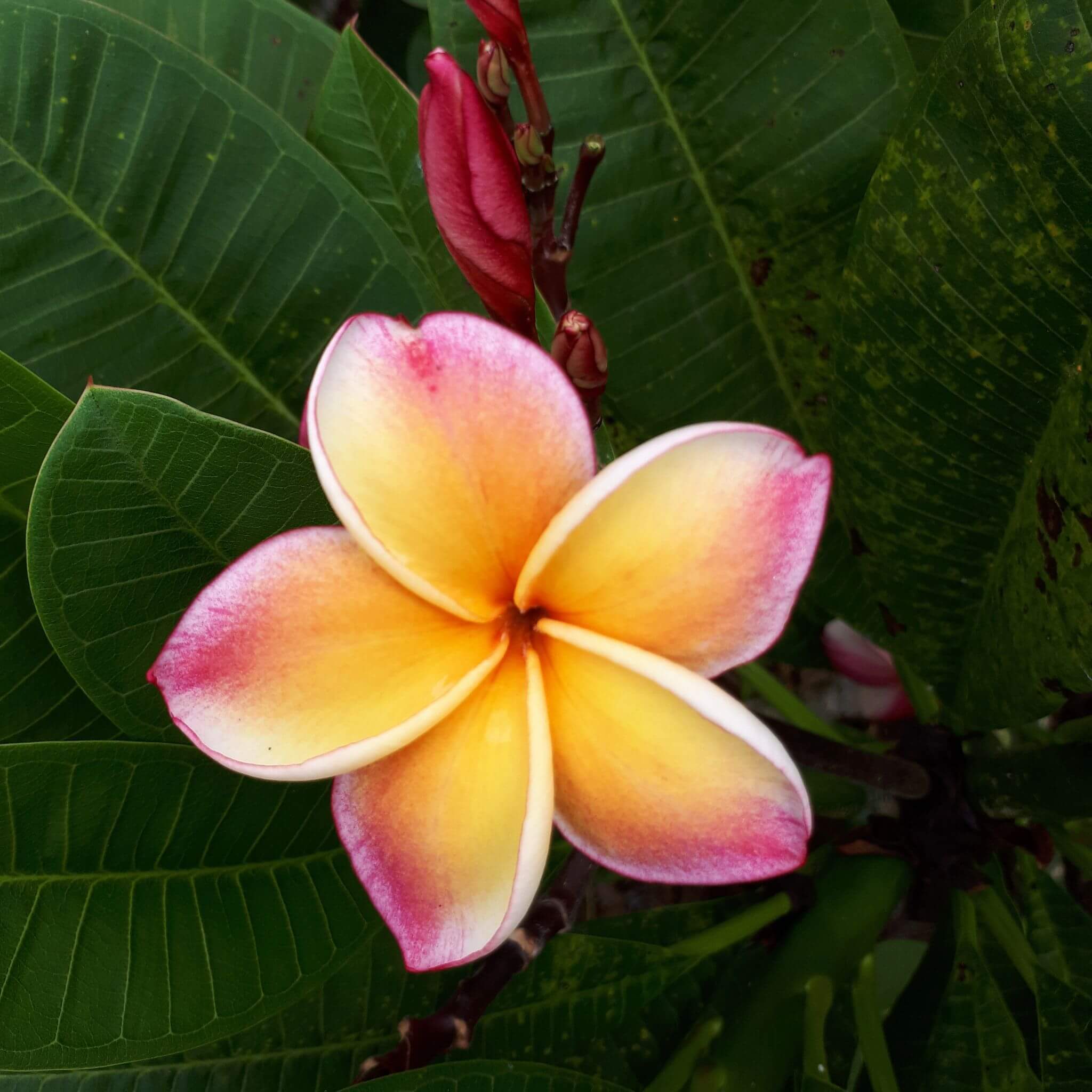 Blüte orange rosa Wisa Startseite